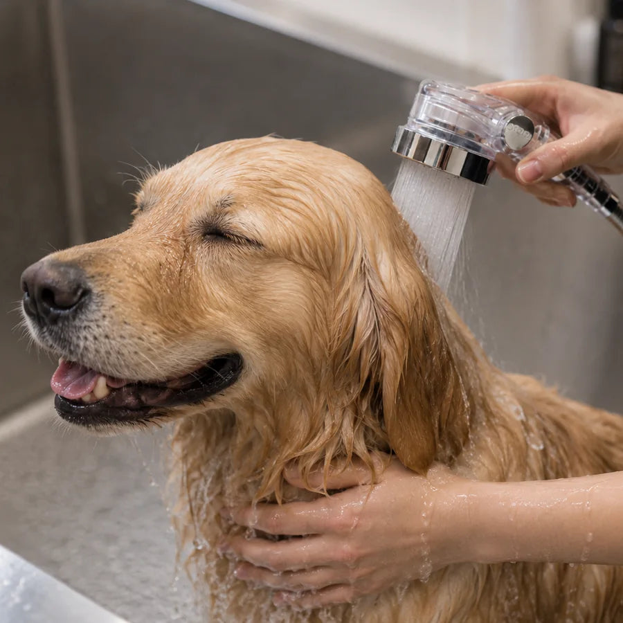 Golden retriever receiving a gentle Supercharge Pro rinse during pet grooming